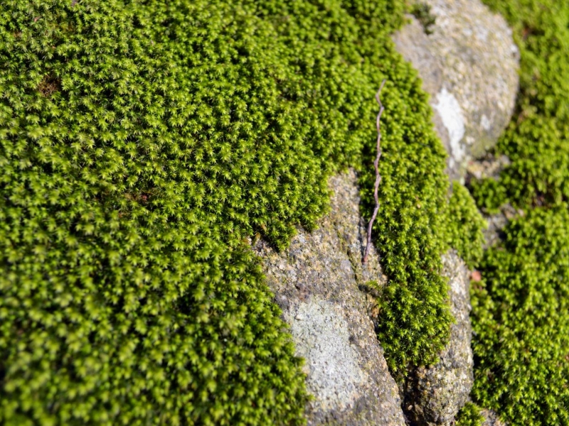 Flat Moss & Kara Yosunu