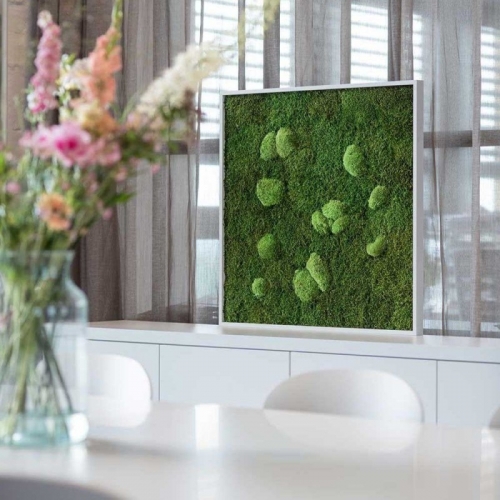 Pole Moss & Kutup Yosunu